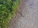 Le Serpent