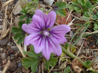 Wilde Geranium