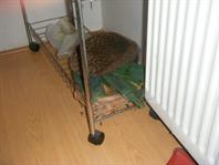 Vette egel op de prei