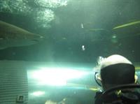 dive_0005