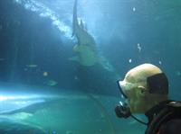 dive_0006