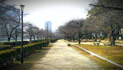 Sakura not in blossom right now